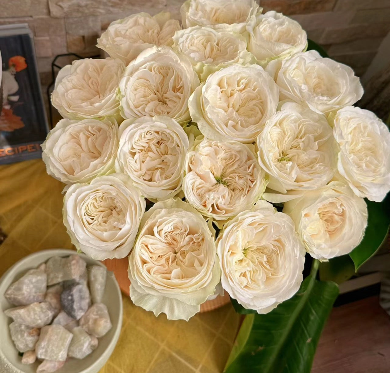 Rose Priscilla 普利西拉 6inch own roots