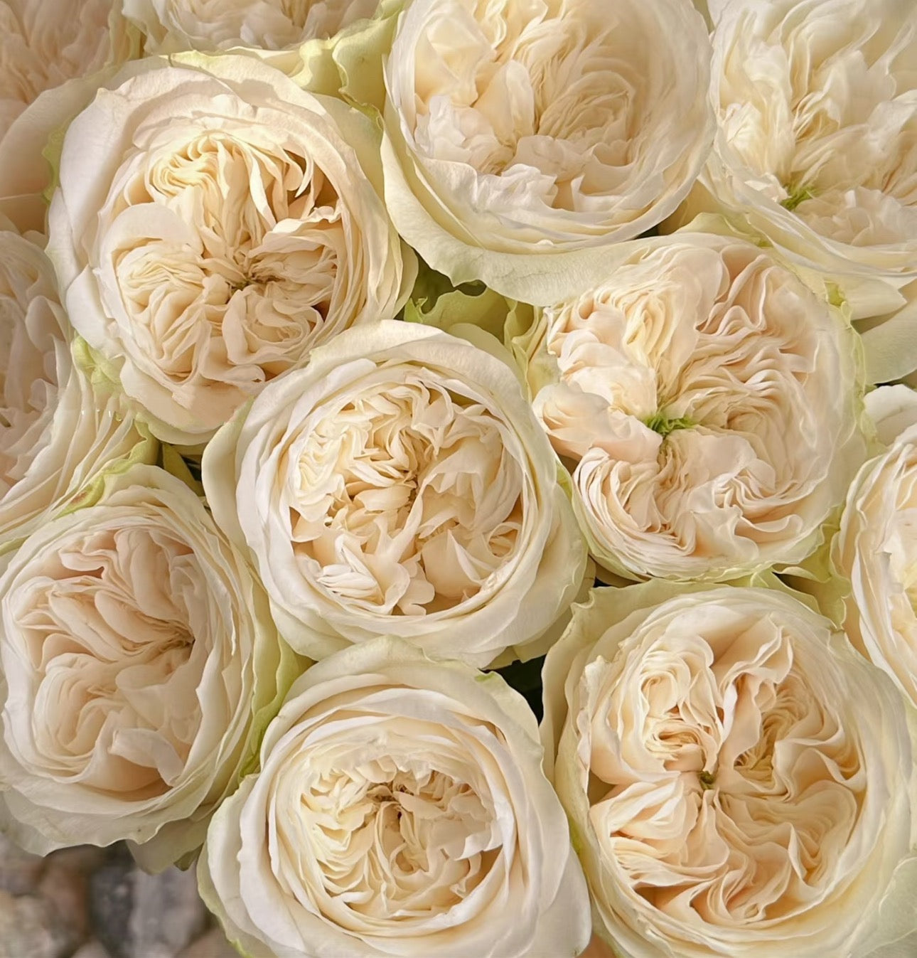 Rose Priscilla 普利西拉 6inch own roots