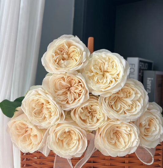 Rose Priscilla 普利西拉 6inch own roots