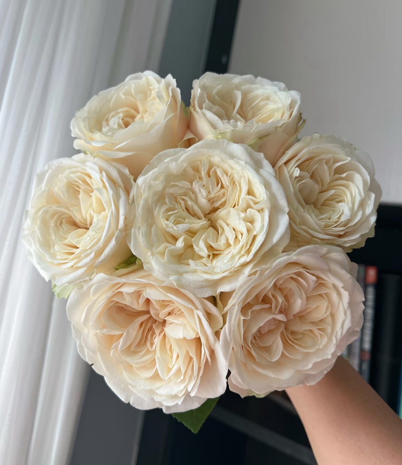 Rose Priscilla 普利西拉 6inch own roots