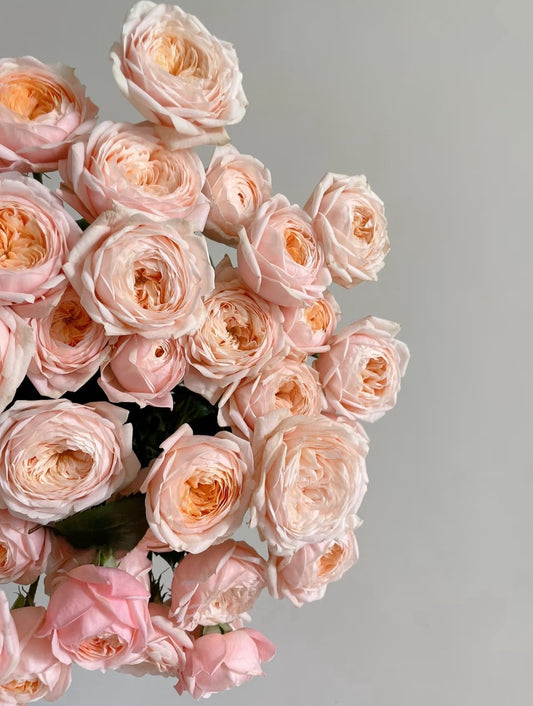 Rose SPS  1 Gallon size