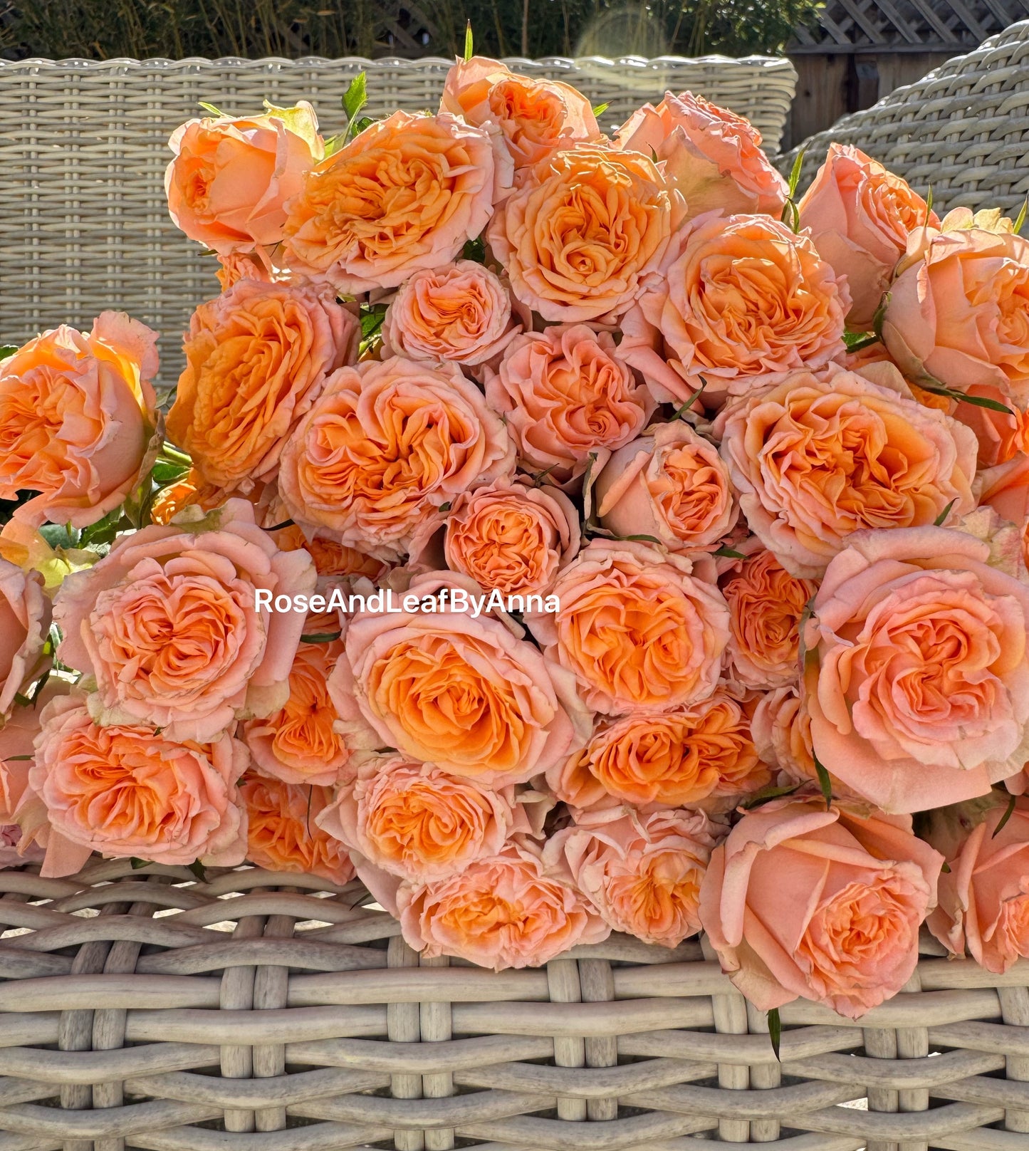 Rose Fibonacci Aurea 4inch pot own root