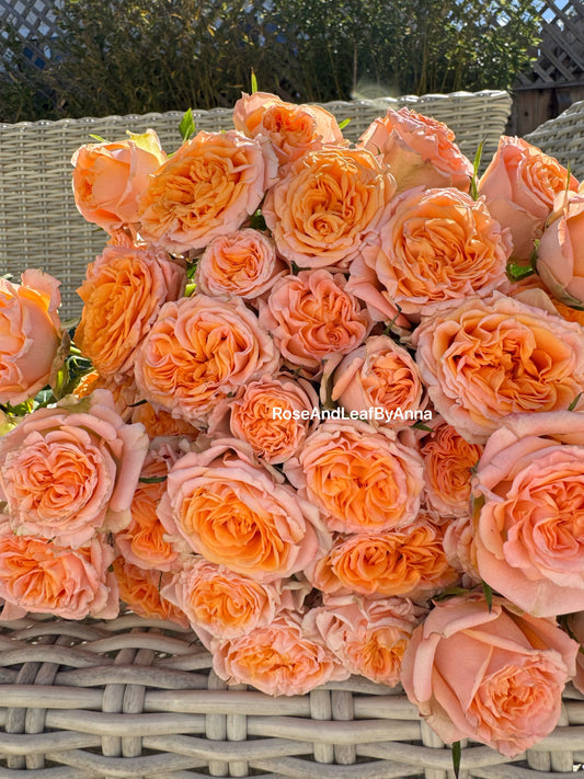 Rose Fibonacci Aurea 4inch pot own root