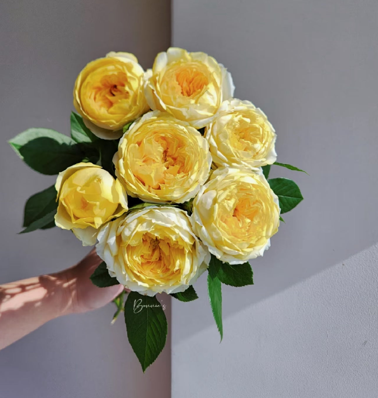 Rose Canary 6inch size