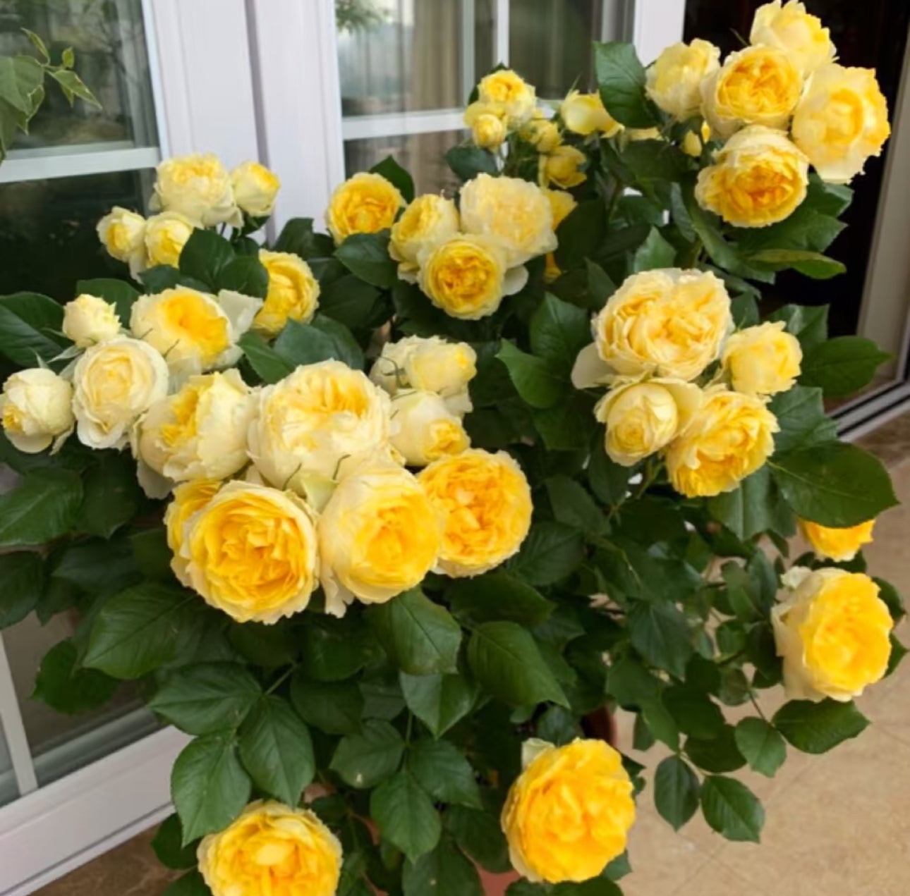 Rose Canary 6inch size