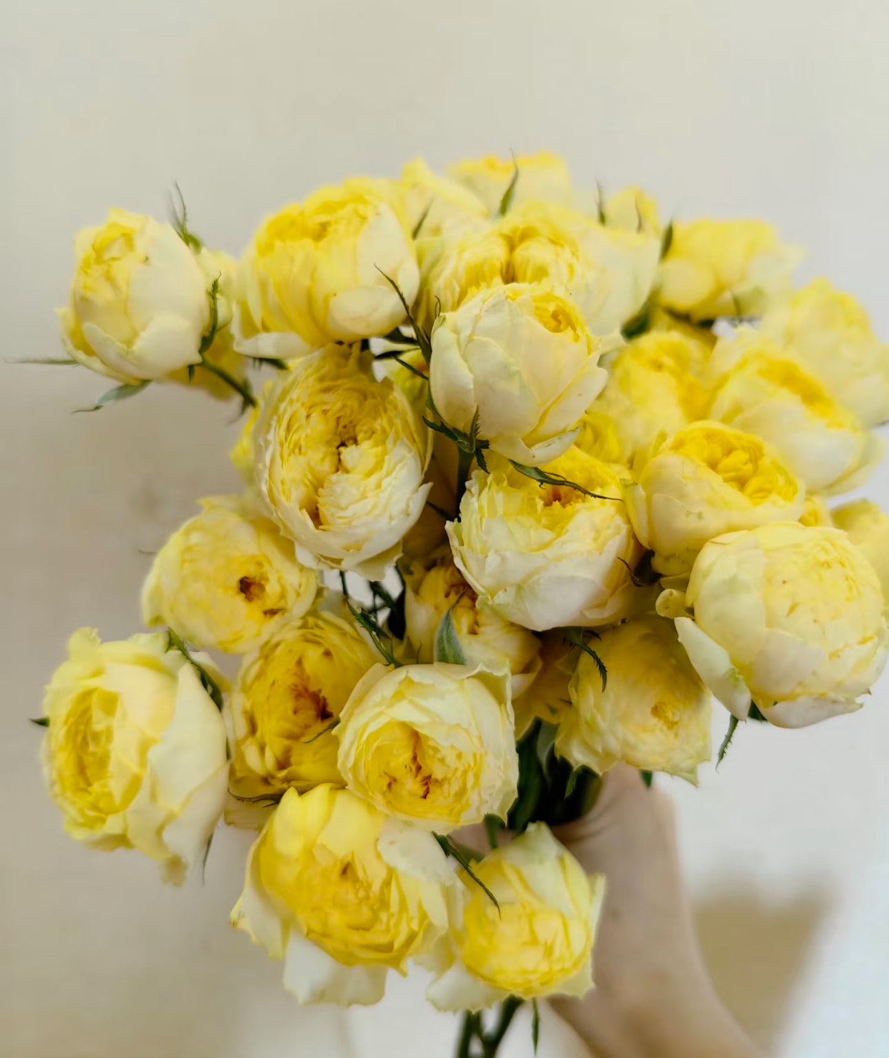 Rose Canary 6inch size