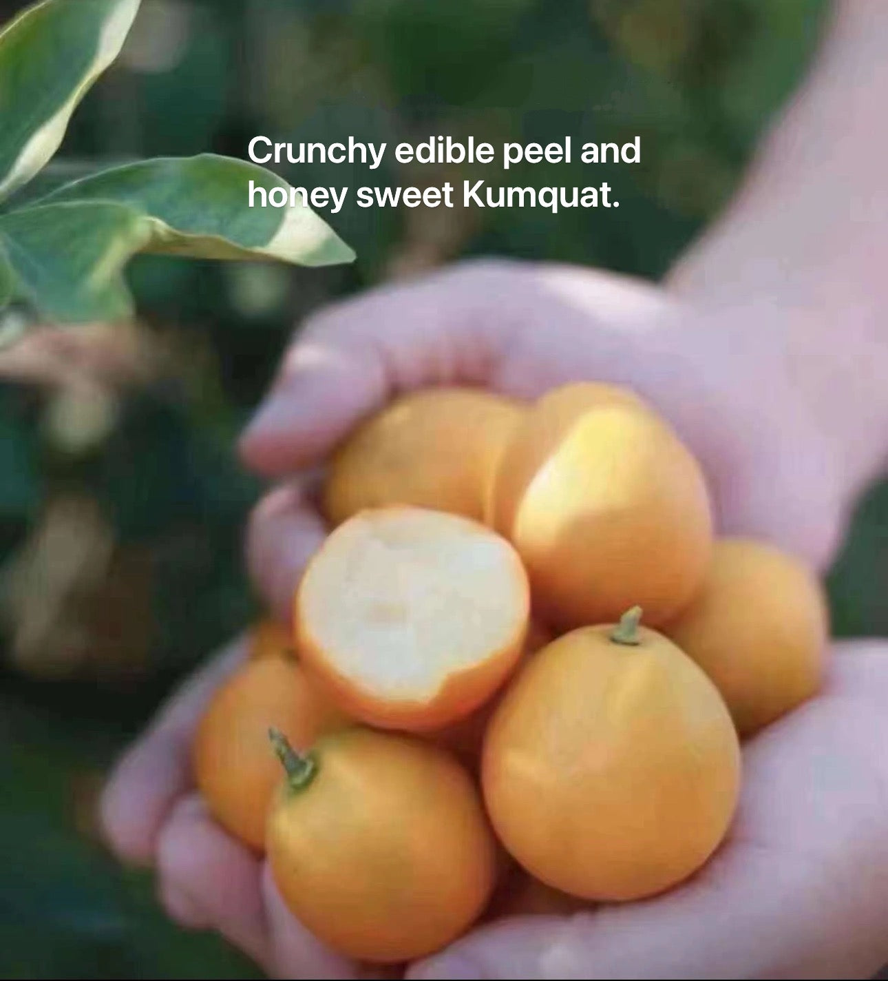 The Crispy Skin Kumquat Tree 脆皮金桔 2 year old tree