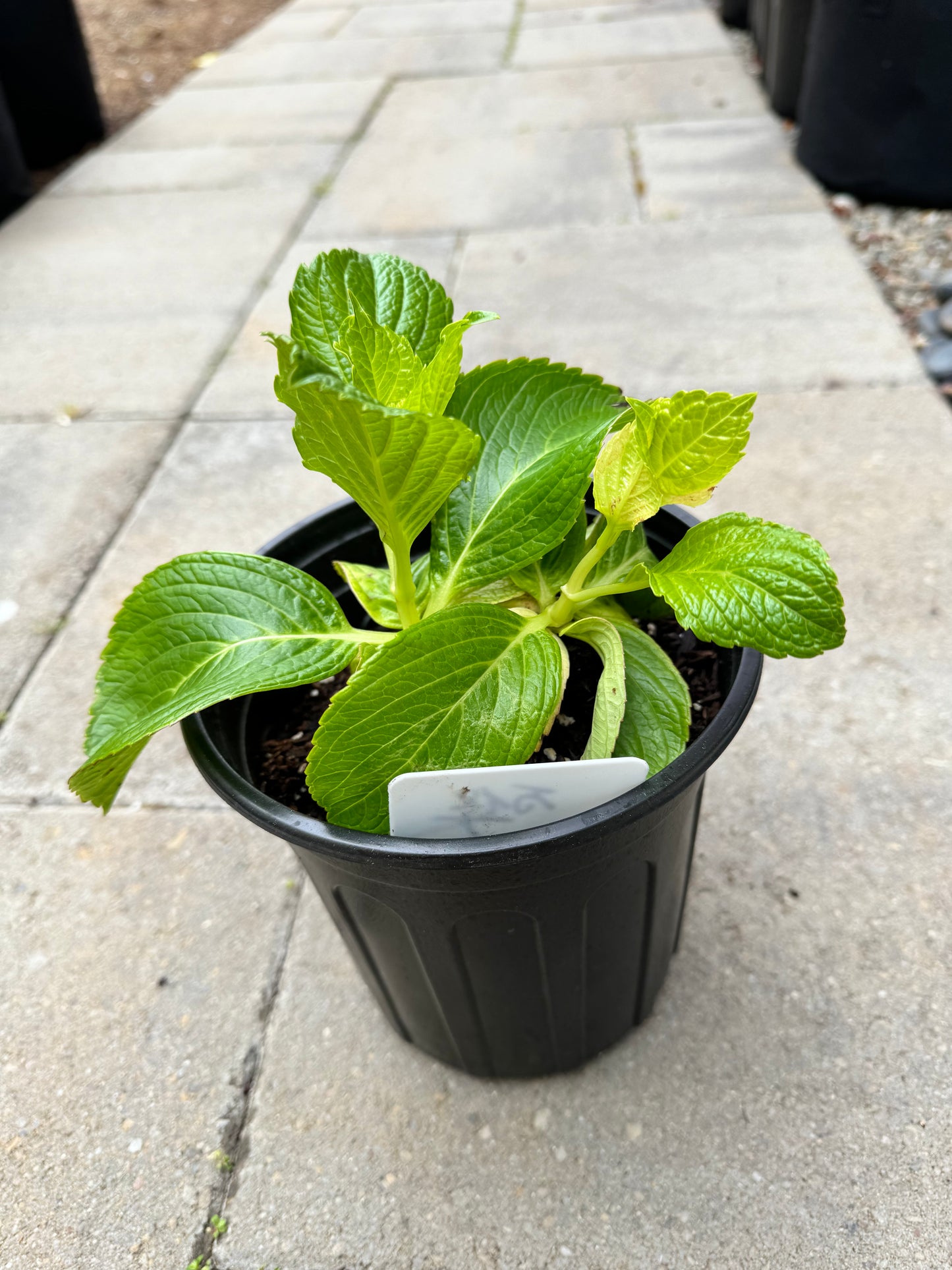 Japanese Hydrangea  Mikawa-Chidori 三河千鸟 1 Gallon Size