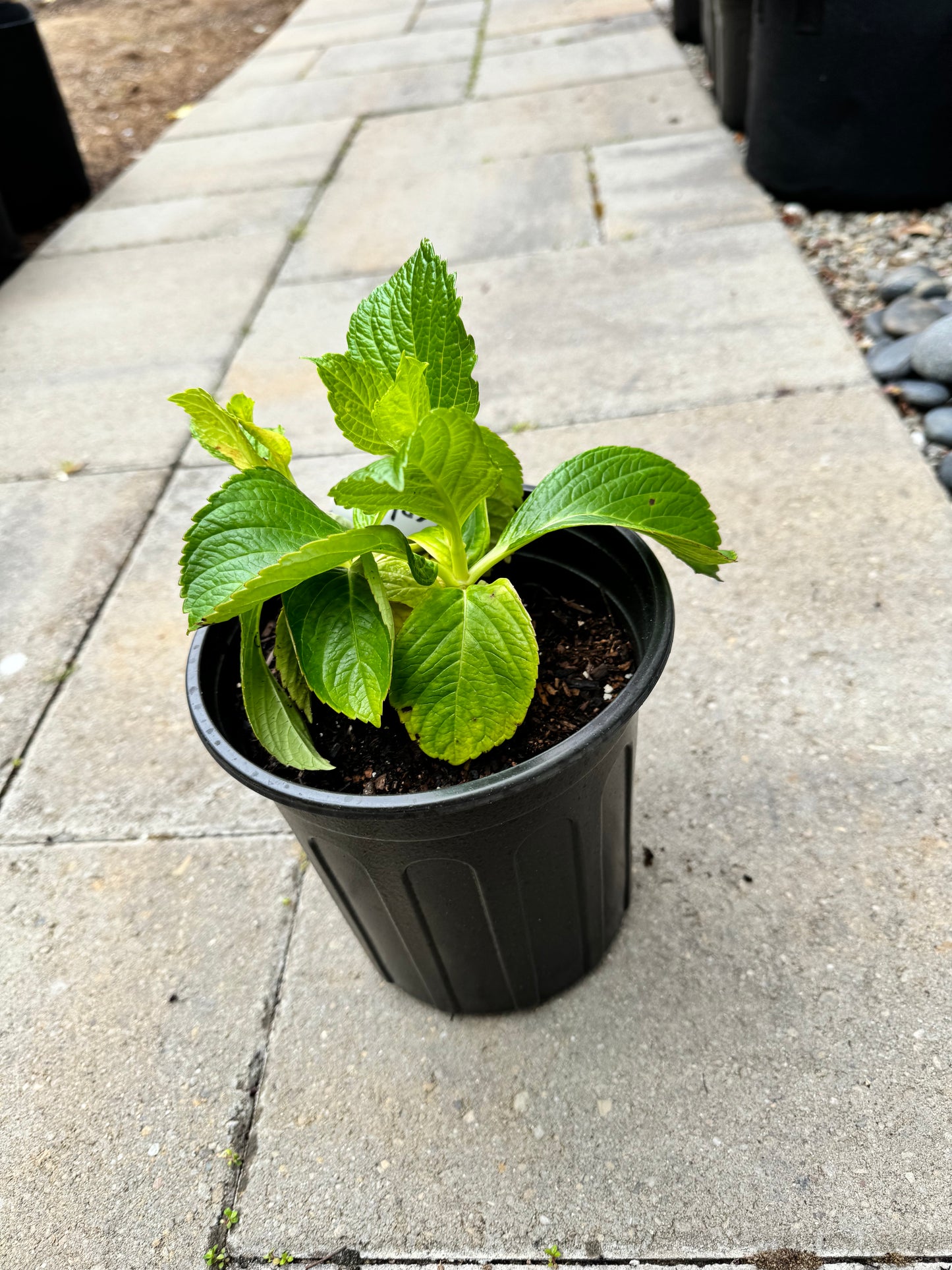 Japanese  Hydrangea  Mangekyou （万华镜） -1  Gallon size