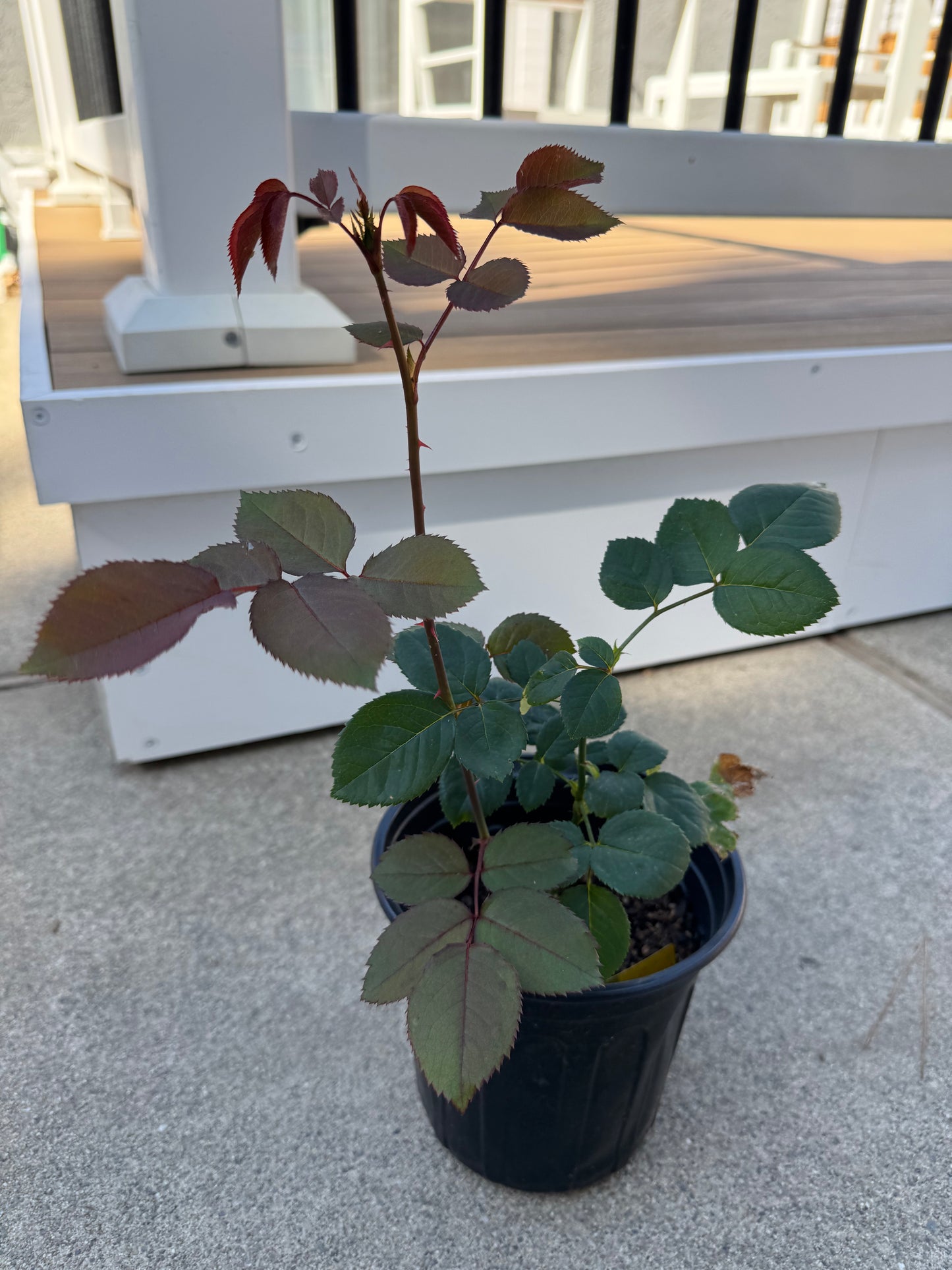 Rose Funky Peach 6inch to 1  Gallon size