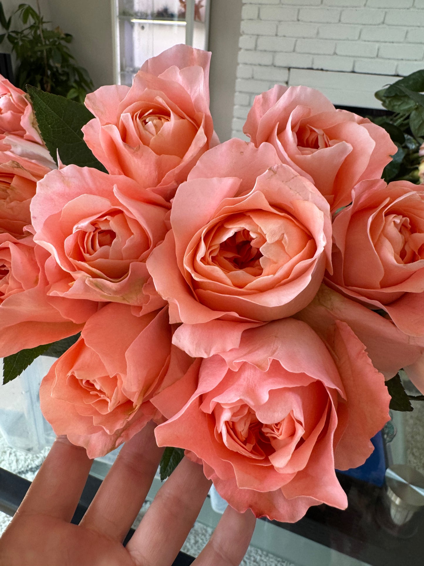 Rose Dragon Fly 4inch size own root