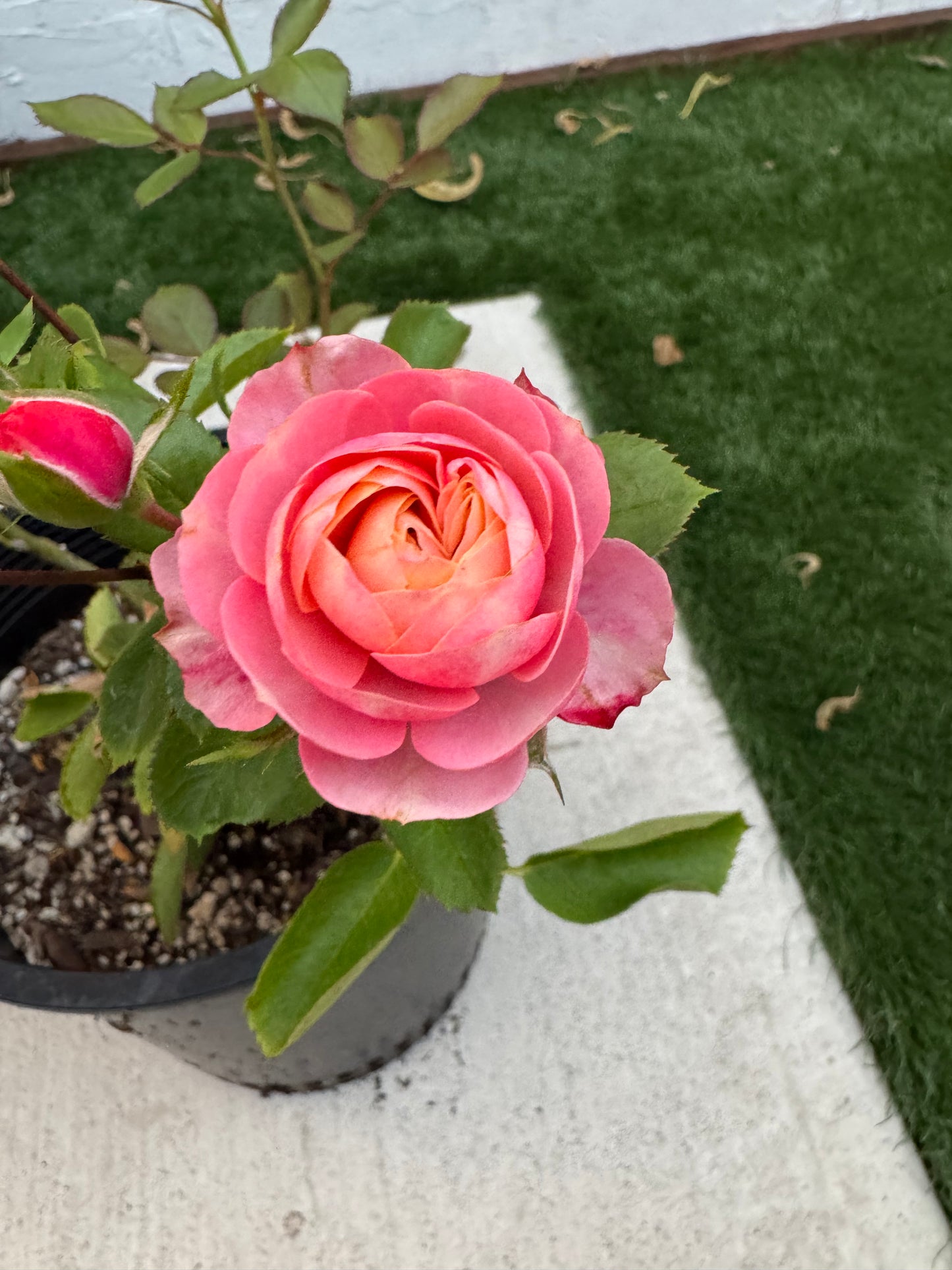 Rose Romantic Bic 2 gallon  live plant