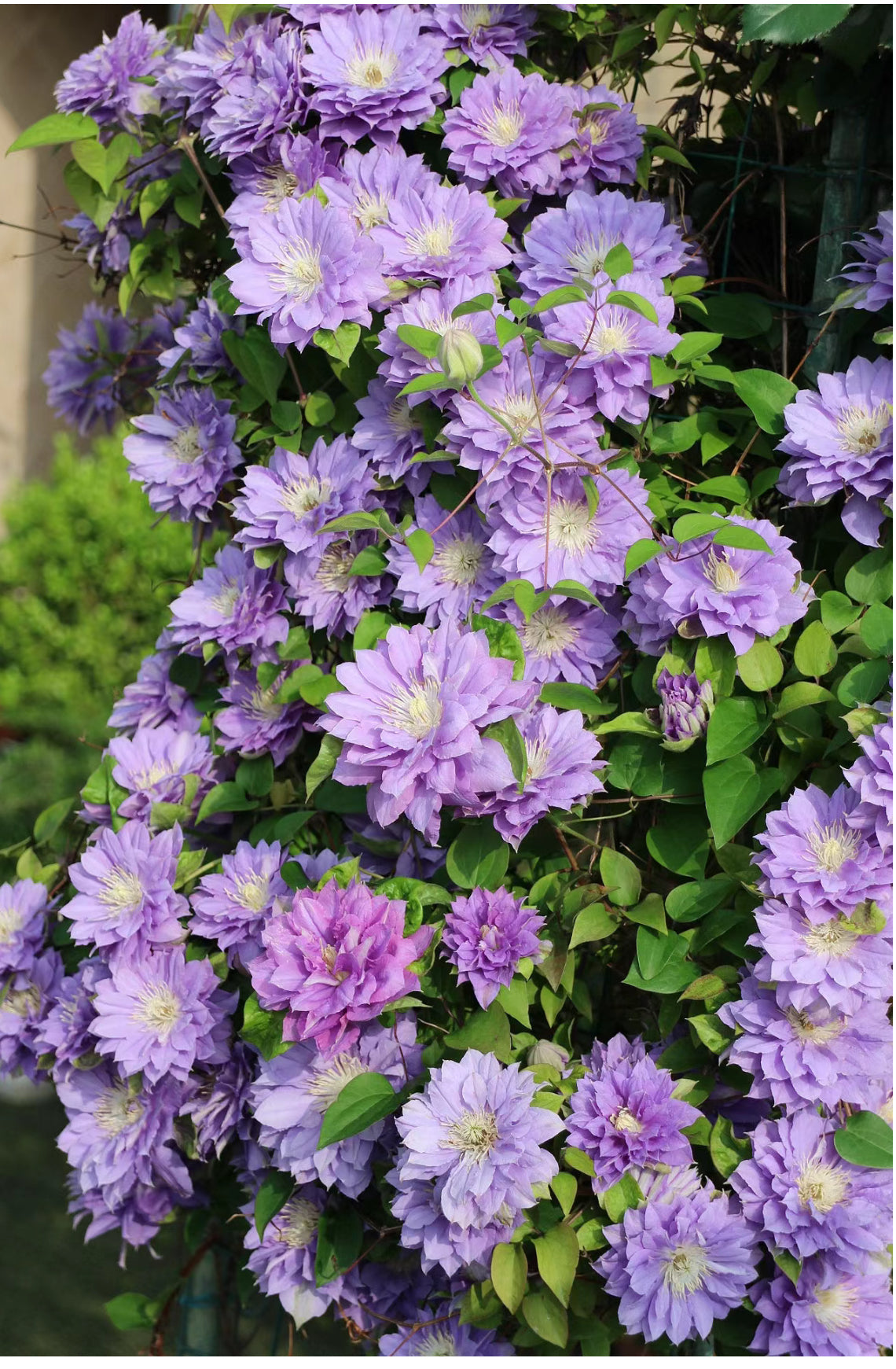 Clematis (円空) 4-6 inch size