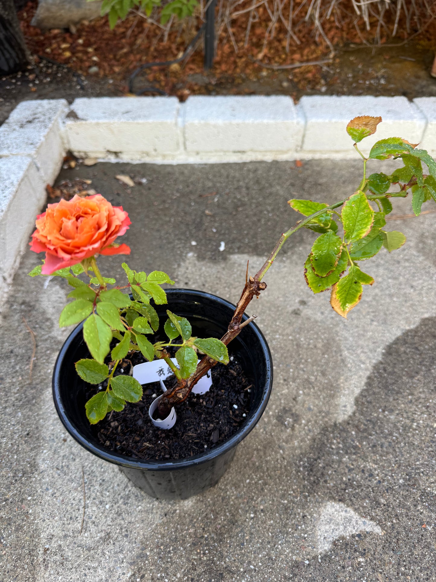 Rose Ti Amo 6inch size