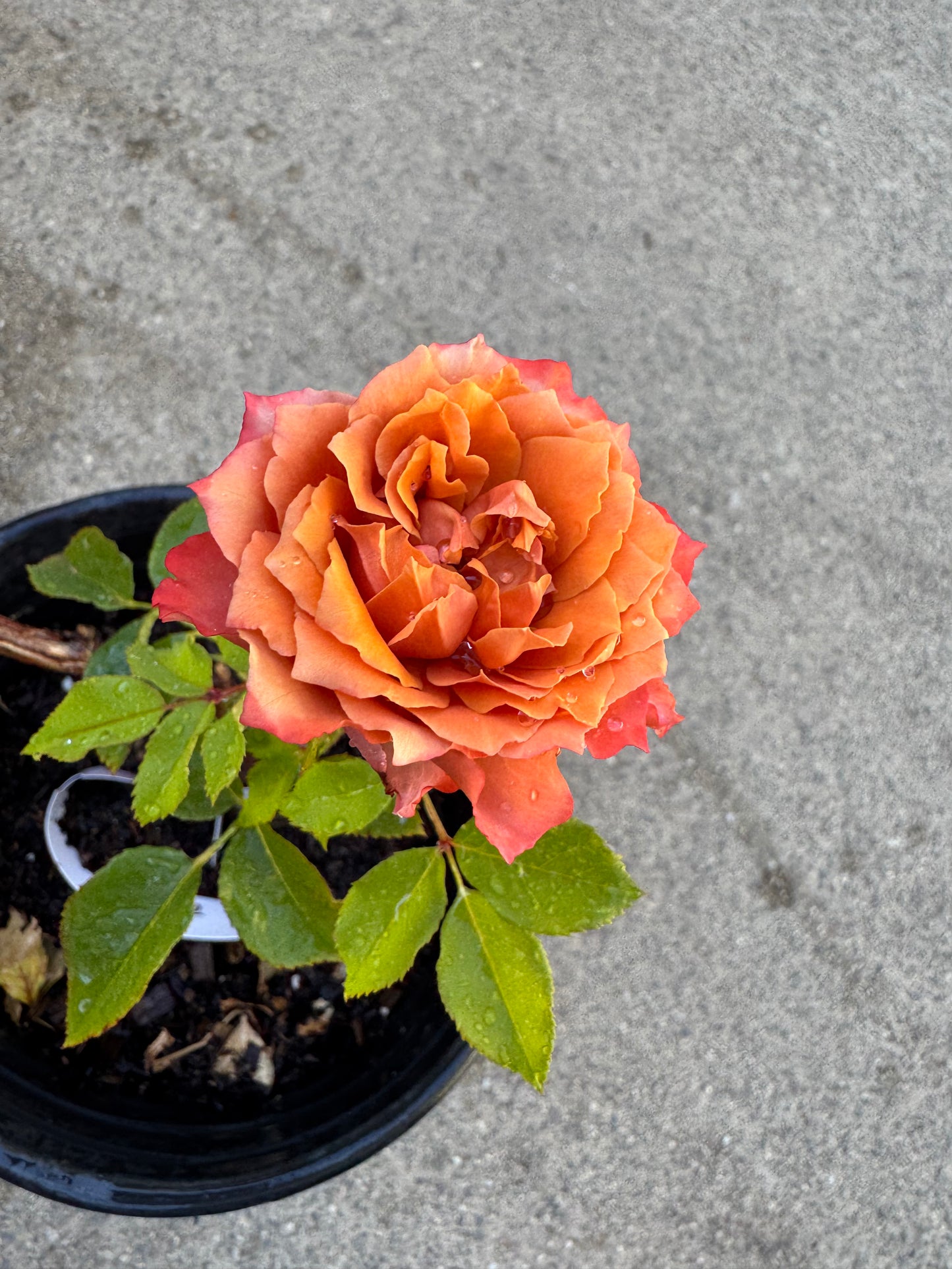 Rose Ti Amo 6inch size