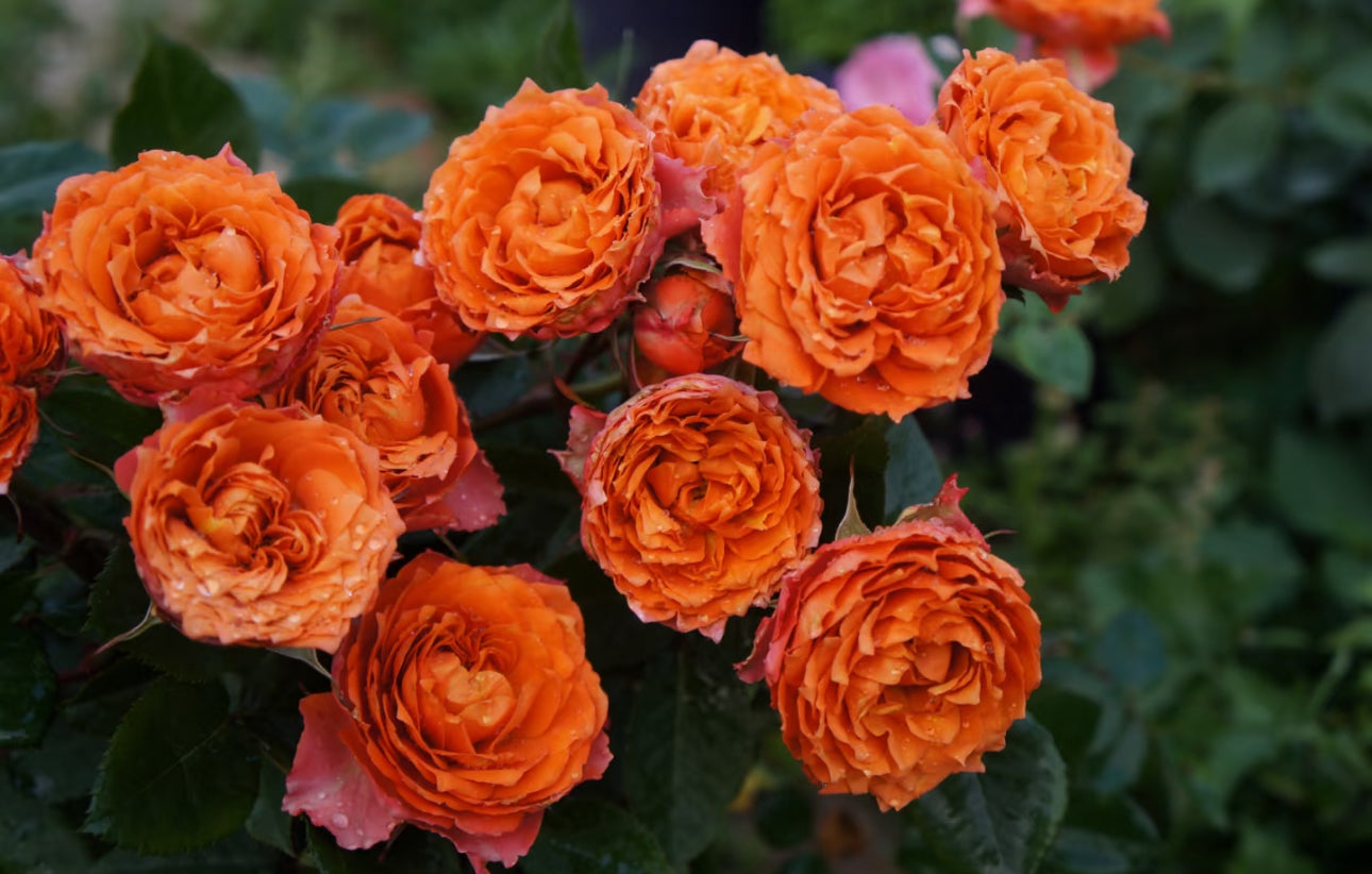 Rose Ti Amo 6inch size