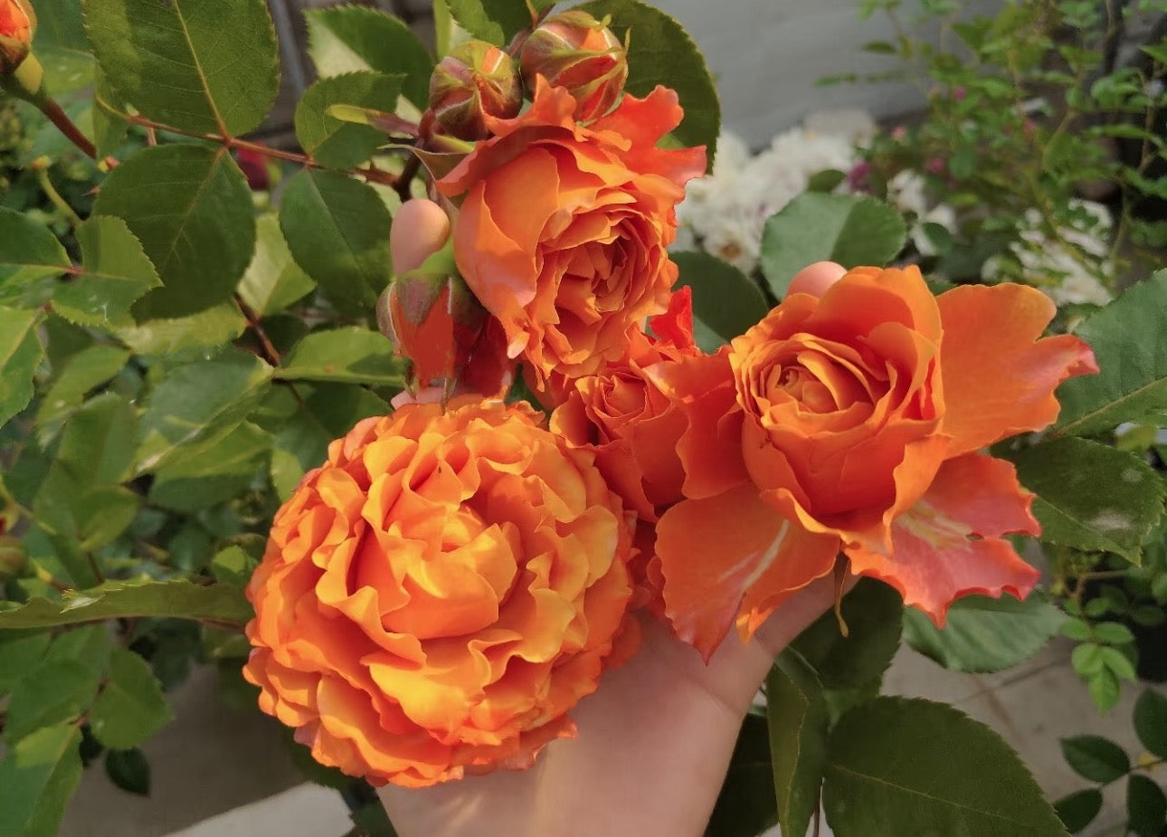Rose Ti Amo 6inch size