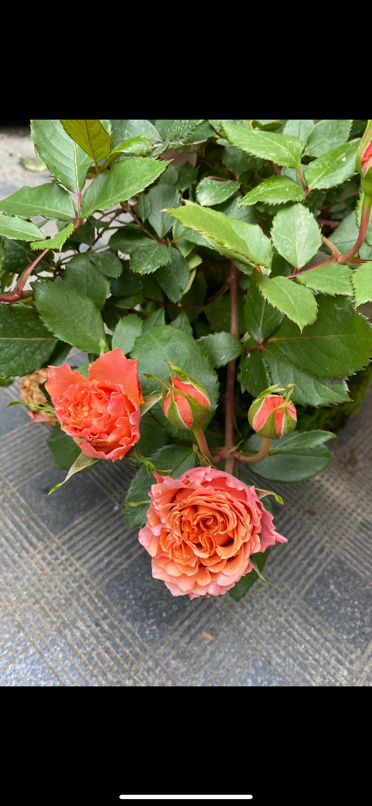 Rose Ti Amo 6inch size