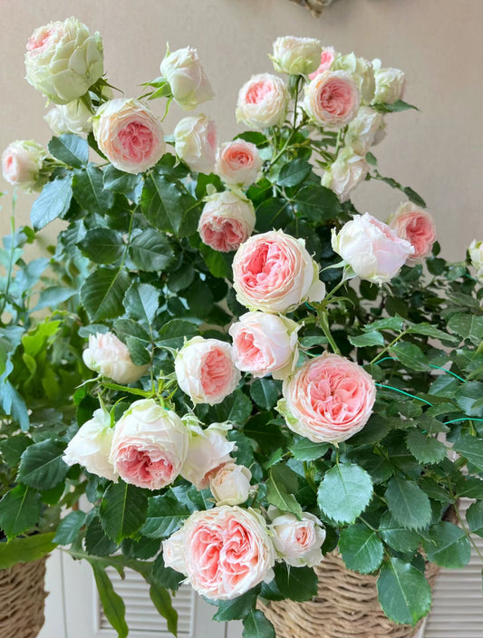 Pompon Veranda  1 Gallon size