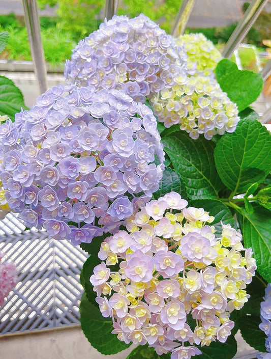 Hydrangea Huabao（花宝）  1 Gallon live plant