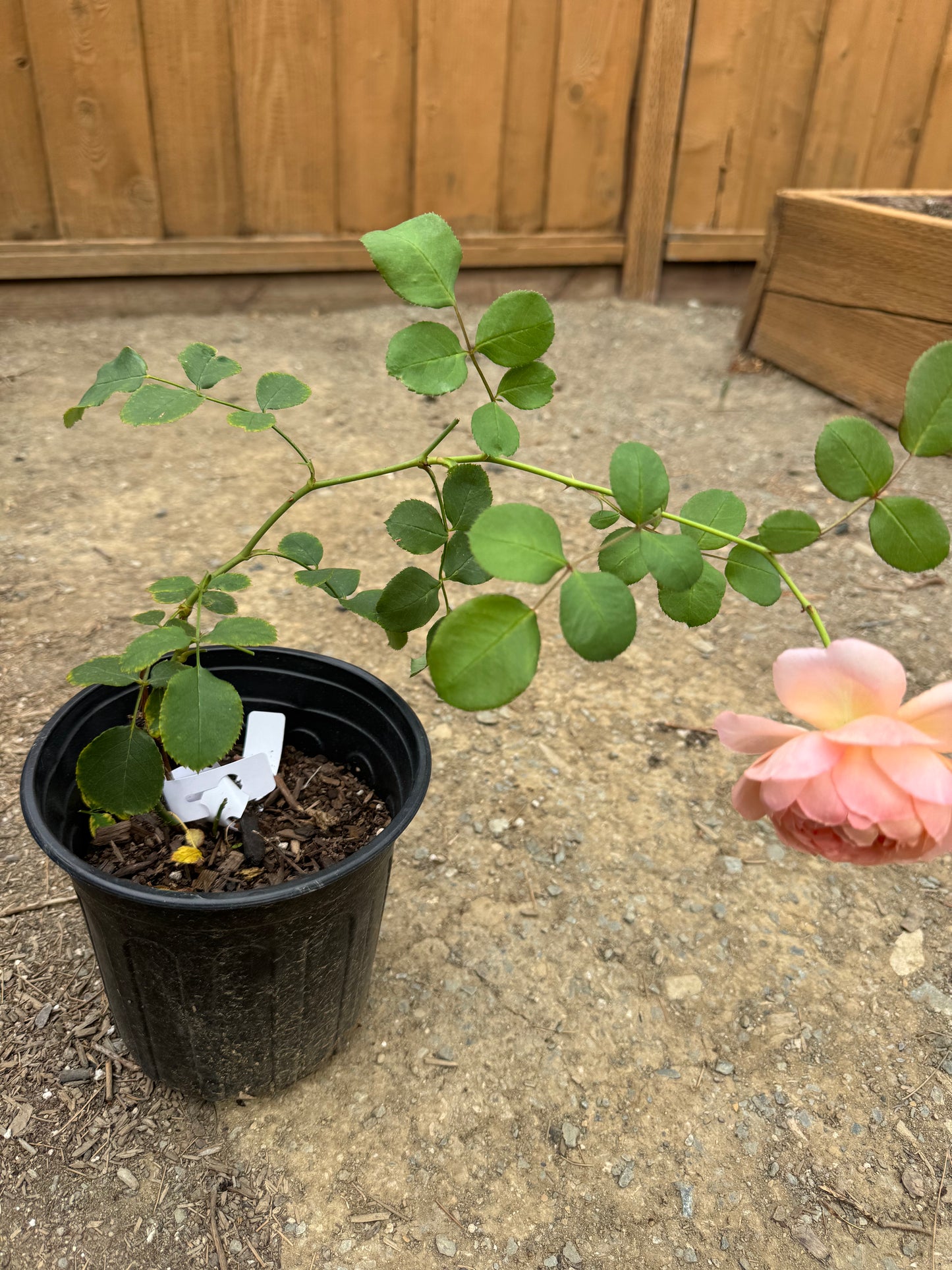 Rose Confiture 6 inch  own root