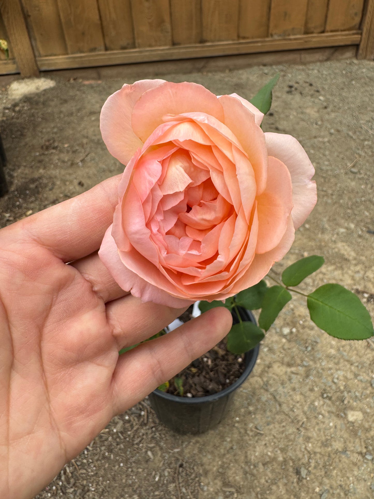 Rose Confiture 6 inch  own root