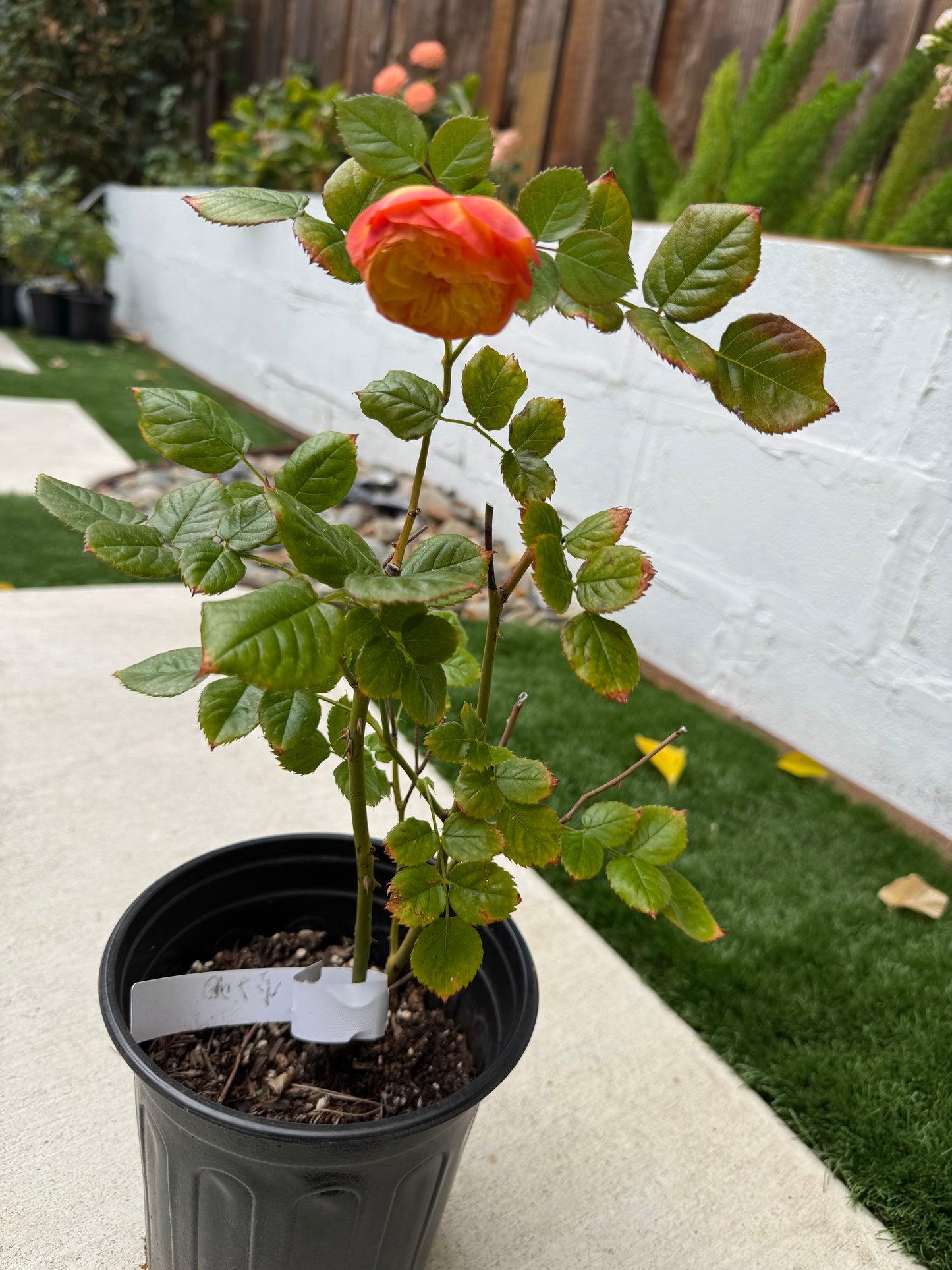 Rose Apricot Fat as known as Xing Zi Fei  1 gallon live plabt