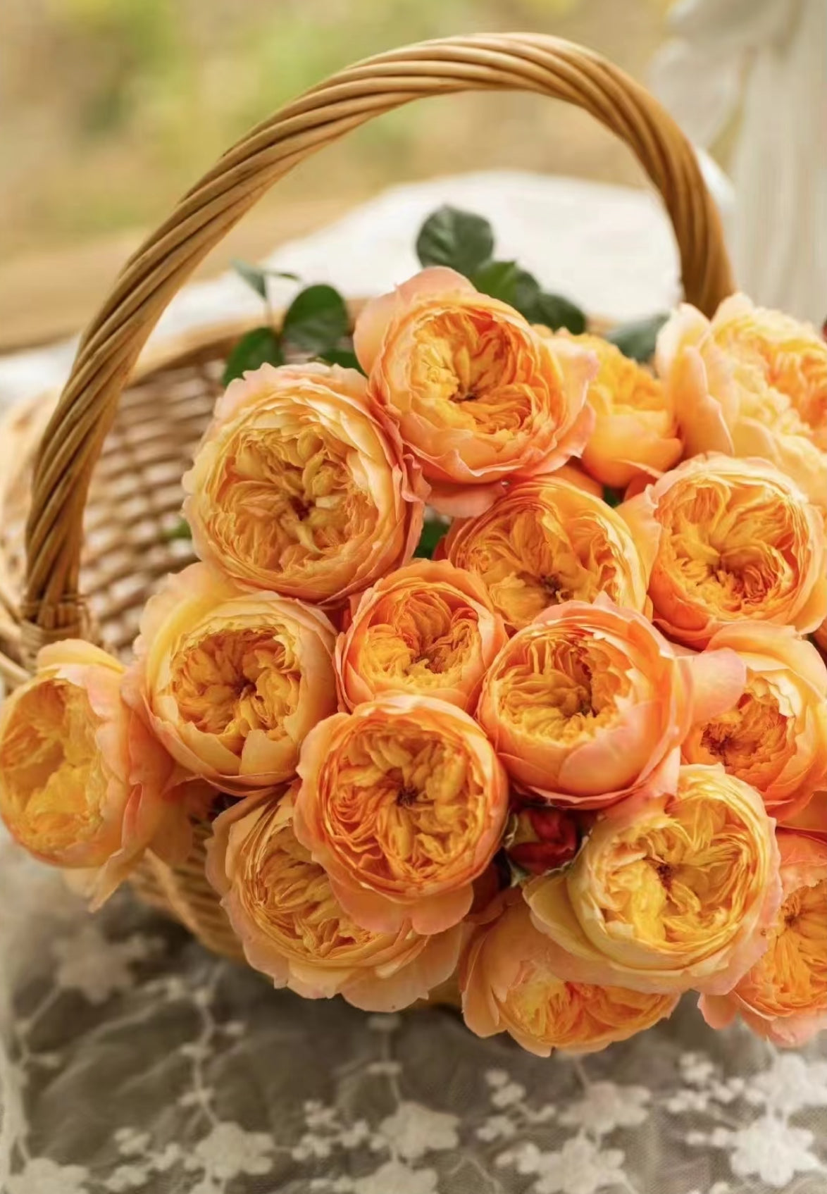 Rose Apricot Fat as known as Xing Zi Fei  1 gallon live plabt