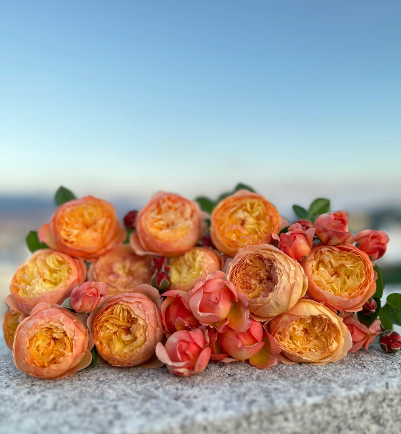 Rose Apricot Fat as known as Xing Zi Fei  1 gallon live plabt