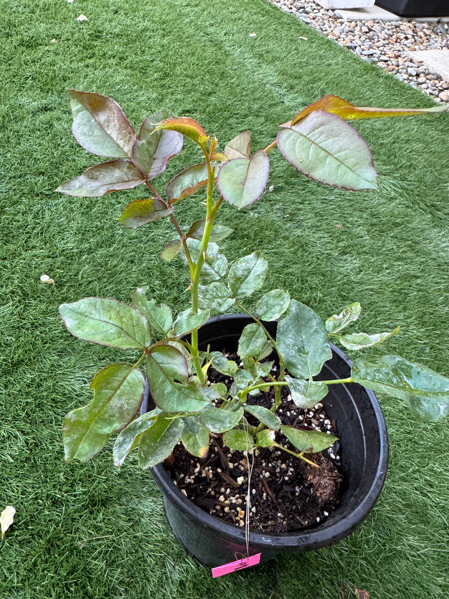Rose Mandarin X-pression own root 6 inch