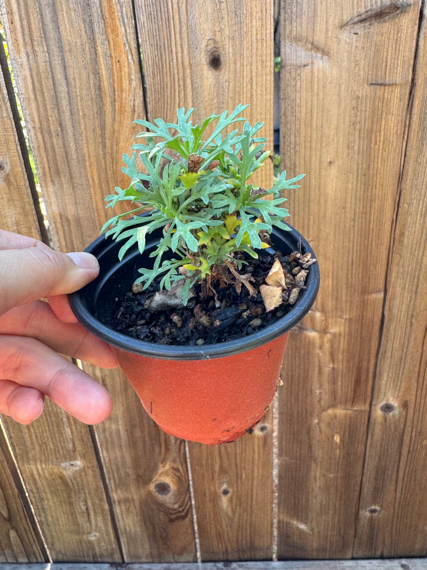 Marguerite double pink 4inch size