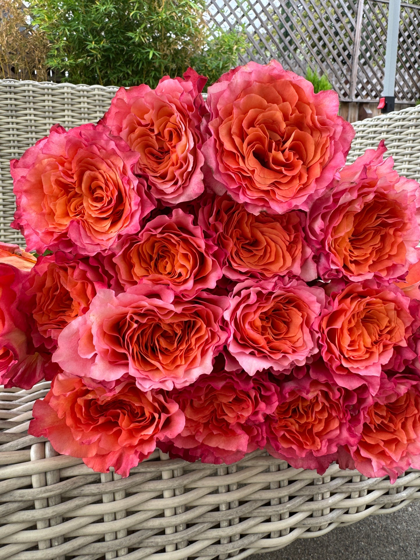 Rose Free Spirit 1 Gallon size  own root