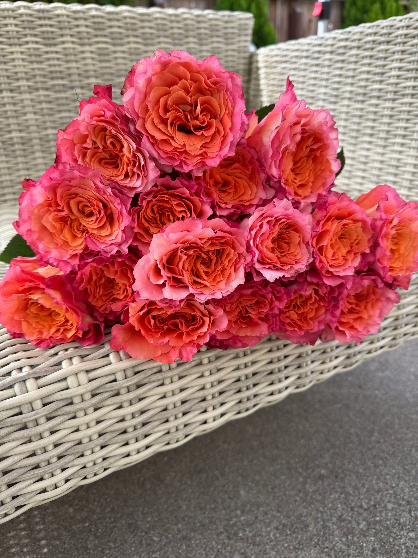Rose Free Spirit 1 Gallon size  own root