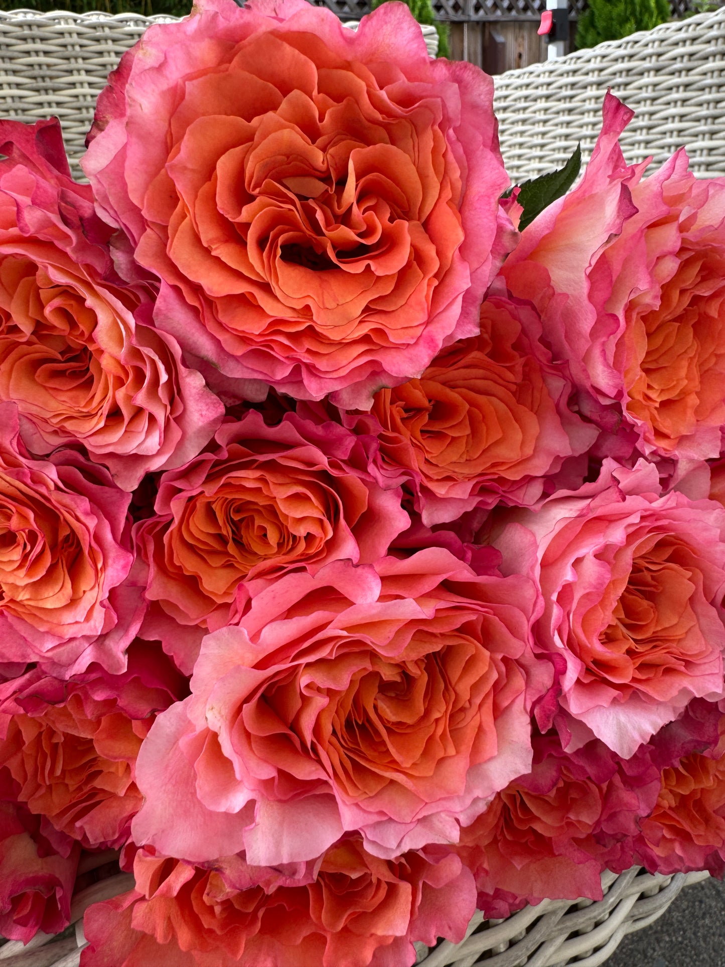 Rose Free Spirit 1 Gallon size  own root