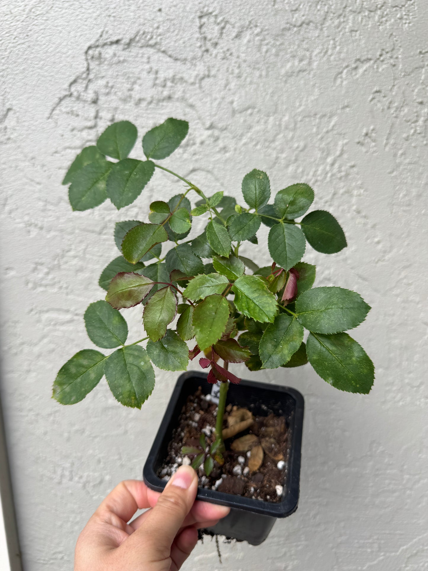 Eden Climbing Rose 粉色龙沙月季 -  4inch live plant own root