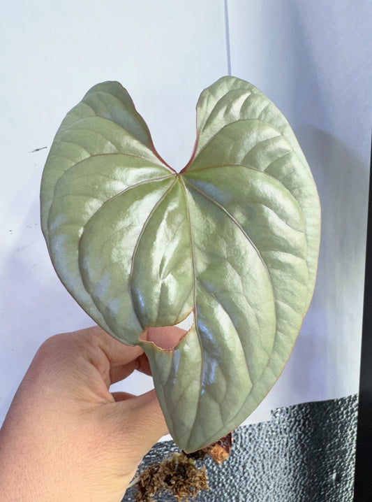 Anthurium Silver live plant