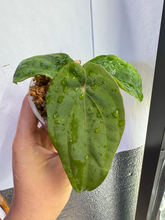 Anthurium Dresslerii Live plant