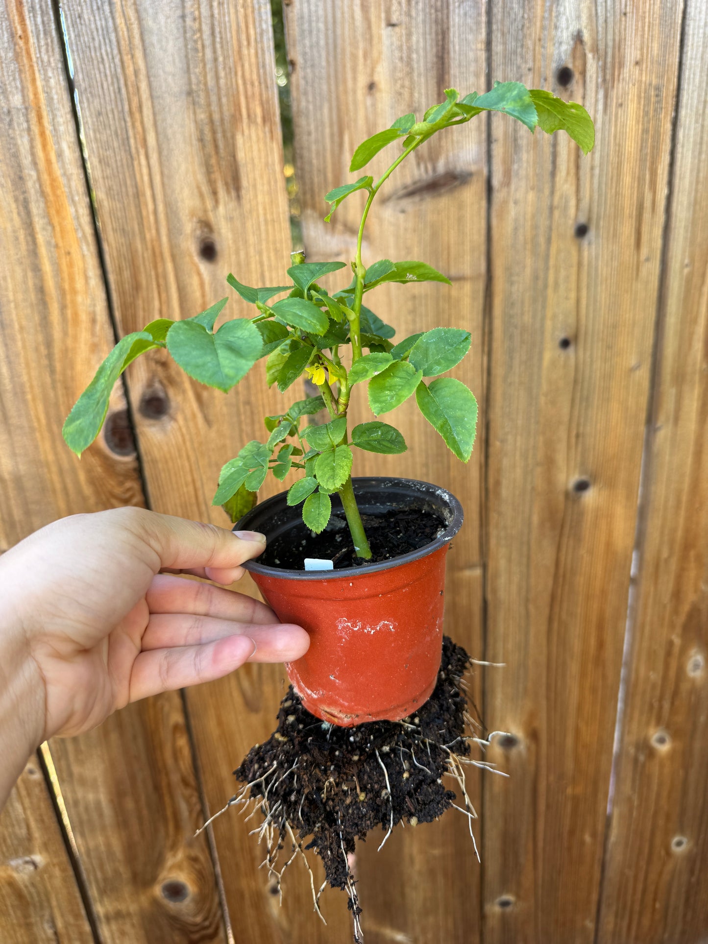 Rose Emma Wood house 4 inch size own root