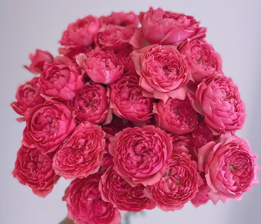 Julieta Raspberry Yard Roses – Youna Botanic
