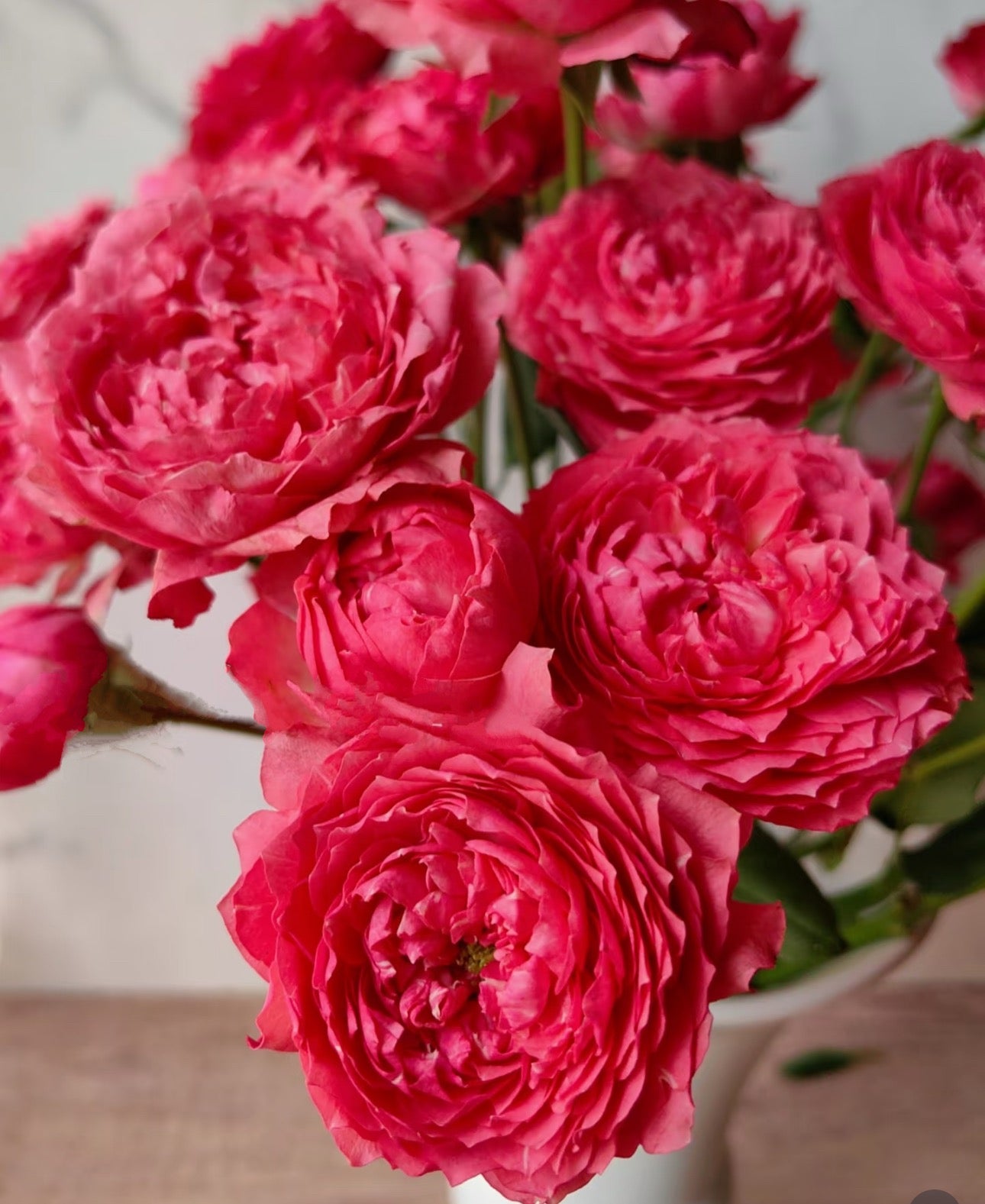 Rose Raspberry Julieta 4 inch pot