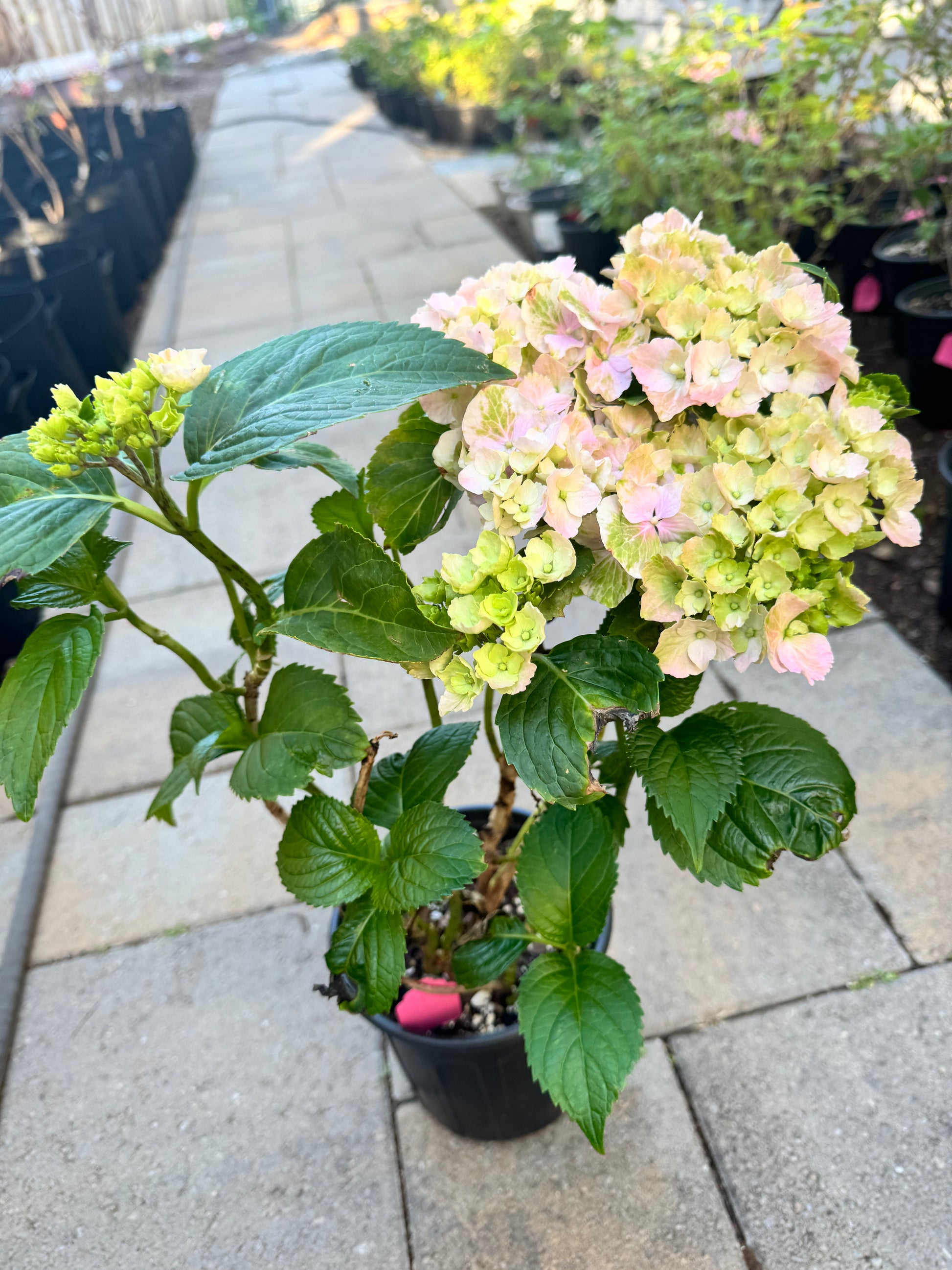 Hydrangea Verena 维莉娜 -3 Gallon live plant – Youna Botanic