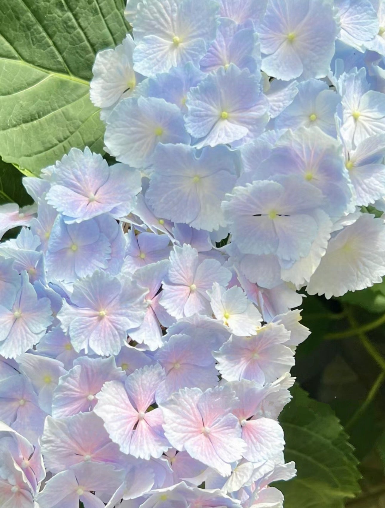 Hydrangea Verena 维莉娜 -2 Gallon live plant