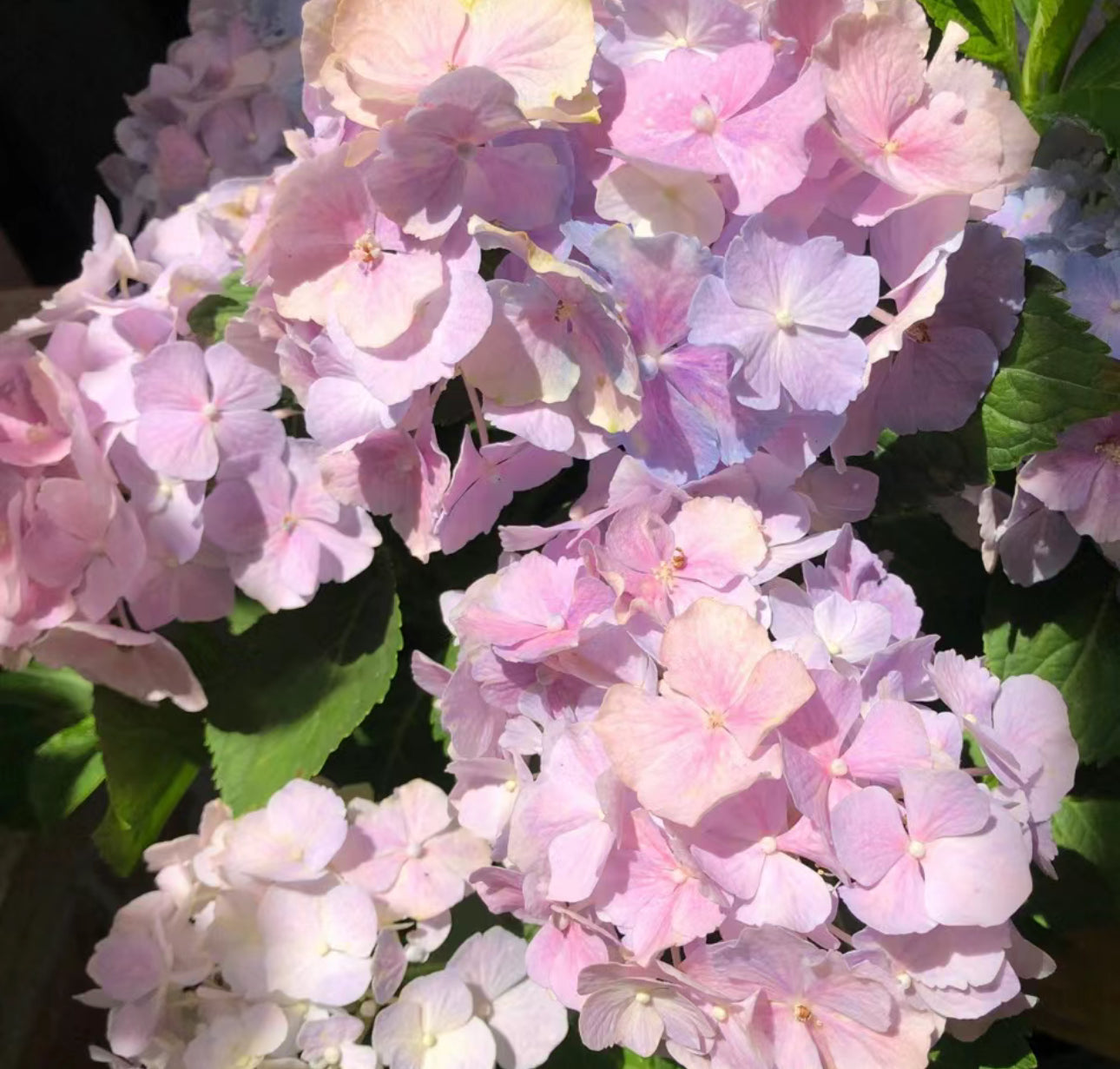 Hydrangea Verena 维莉娜 -3 Gallon live plant – Youna Botanic