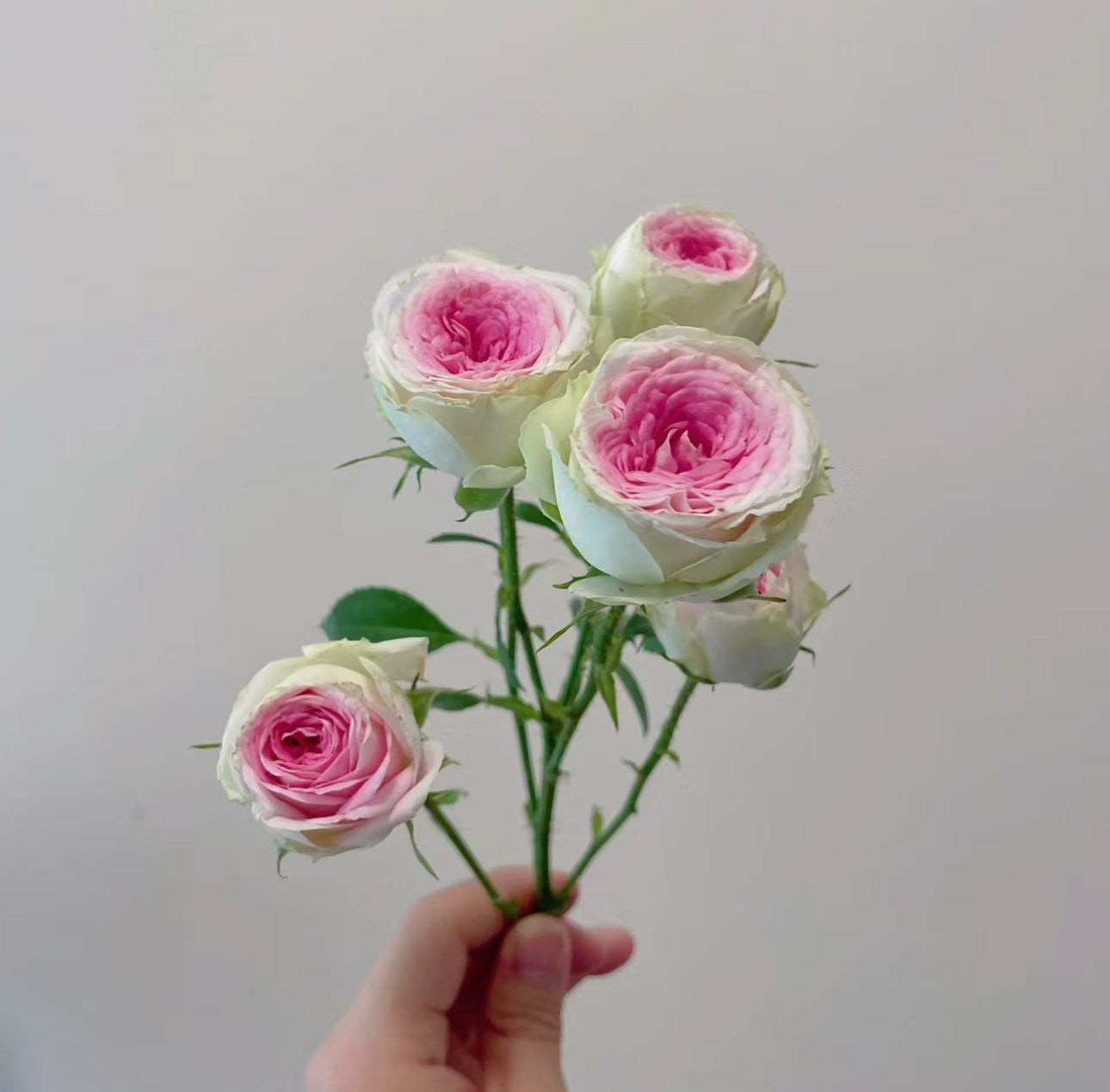 Rose Gelato 冰淇淋- 6inch