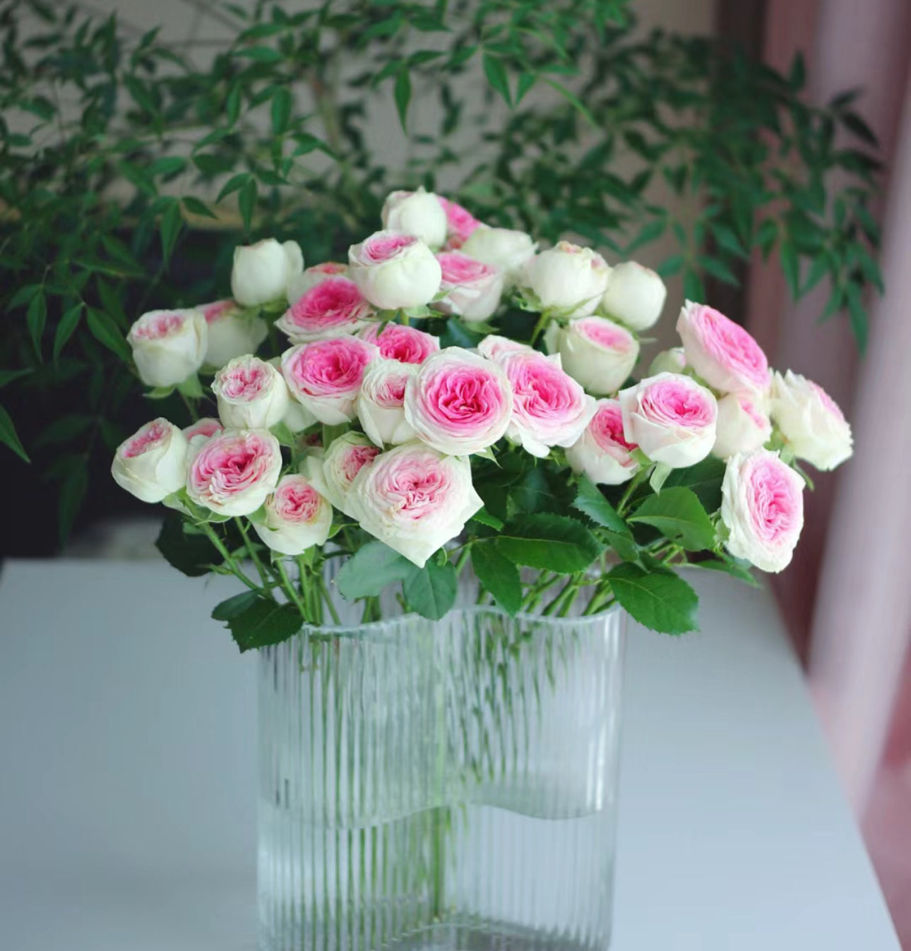 Rose Gelato 冰淇淋- 6inch