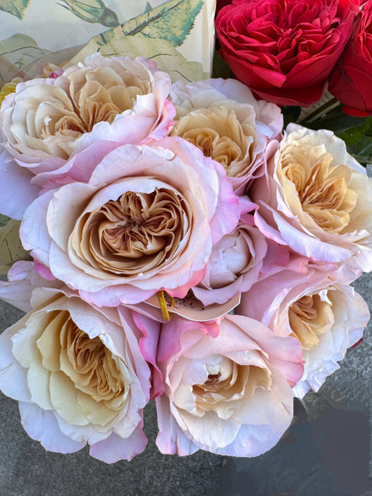 Mayabi Cha 4inch size own root