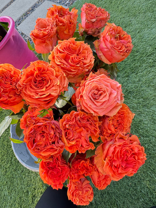 Rose Wild City 4inch Size- Nearly thornless