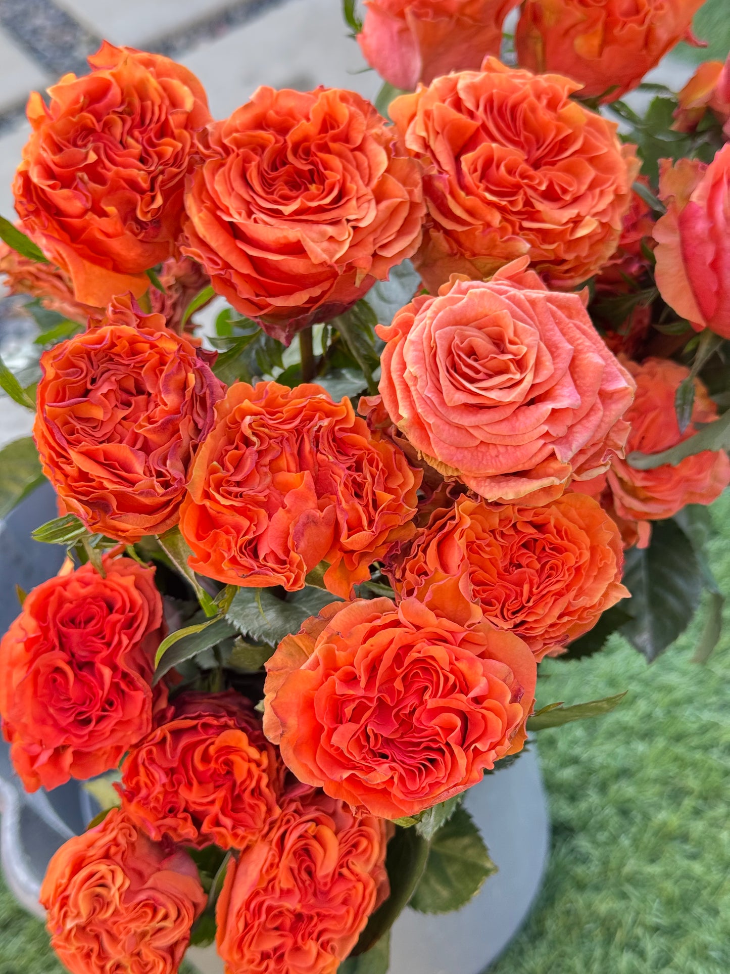 Rose Wild City 4inch Size- Nearly thornless