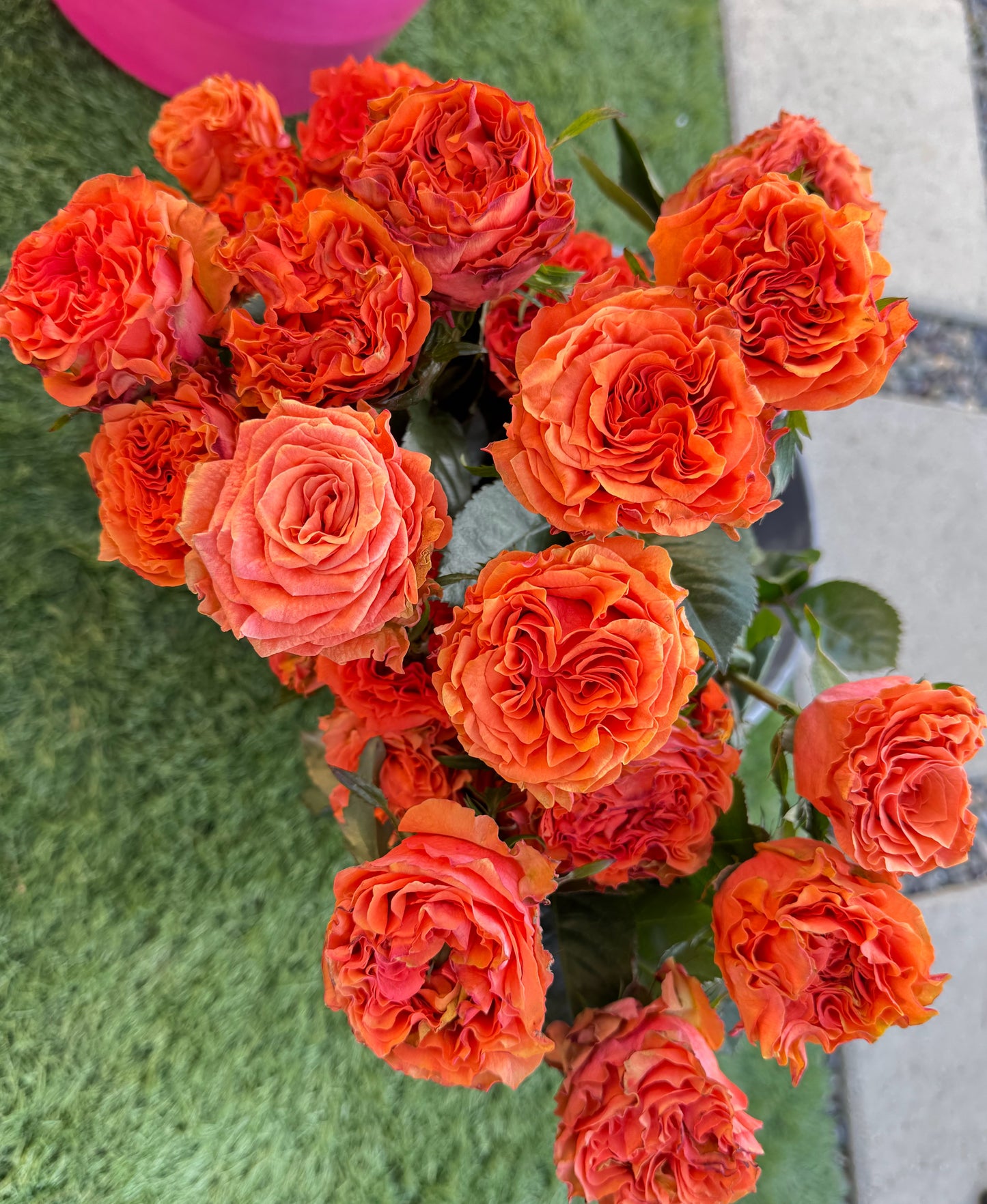 Rose Wild City 4inch Size- Nearly thornless