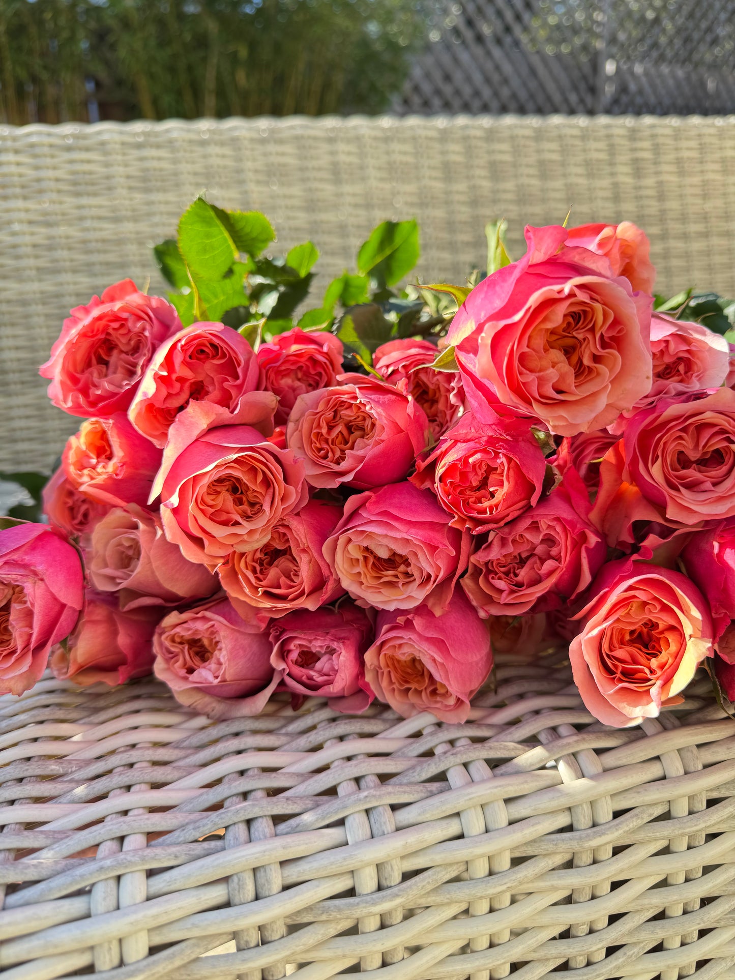 Rose South Park 南方公园 6 inch size own roots